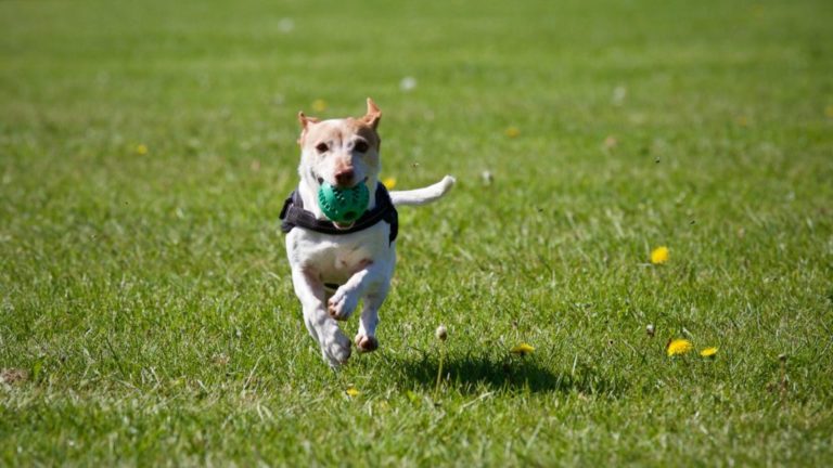 Adiestramiento canino en Castro Urdiales