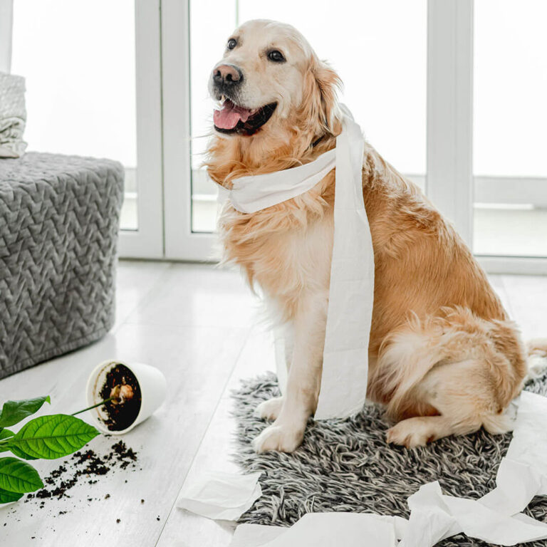 ansiedad por separación en perros