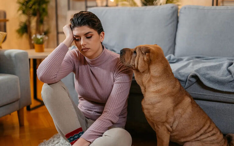 perro hace pis en casa