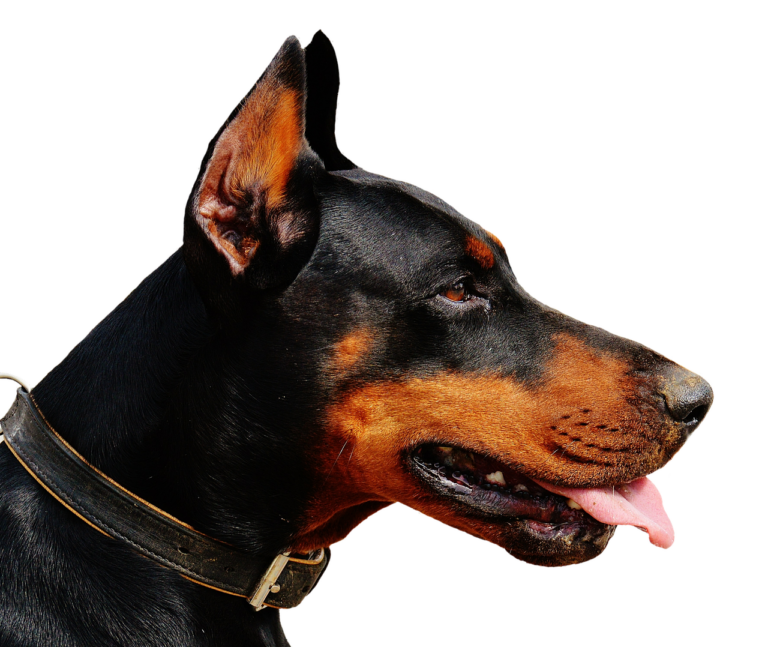 adiestramiento perros agresivos