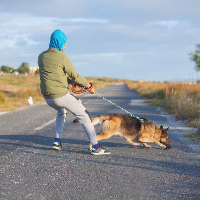 Perro que tira de la correa perro tira de la correa