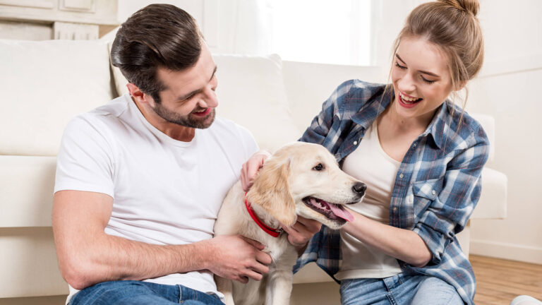 adiestramiento de cachorros